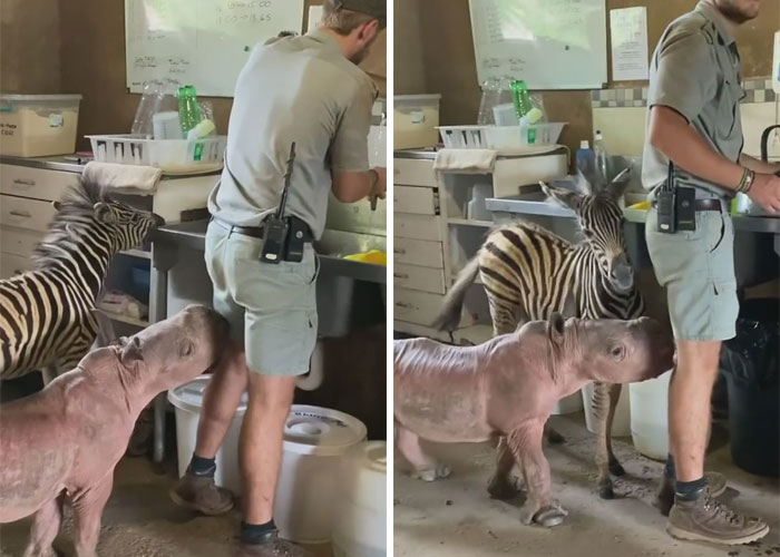 Orphan Rhino Sanctuary Finds An Abandoned Zebra And Takes It Under Their Care, Gifting A Best Friend To One Of The Rhinos There Orphan Rhino Sanctuary Finds An Abandoned Zebra And Takes It Under Their Care, Gifting A Best Friend To One Of The Rhinos There