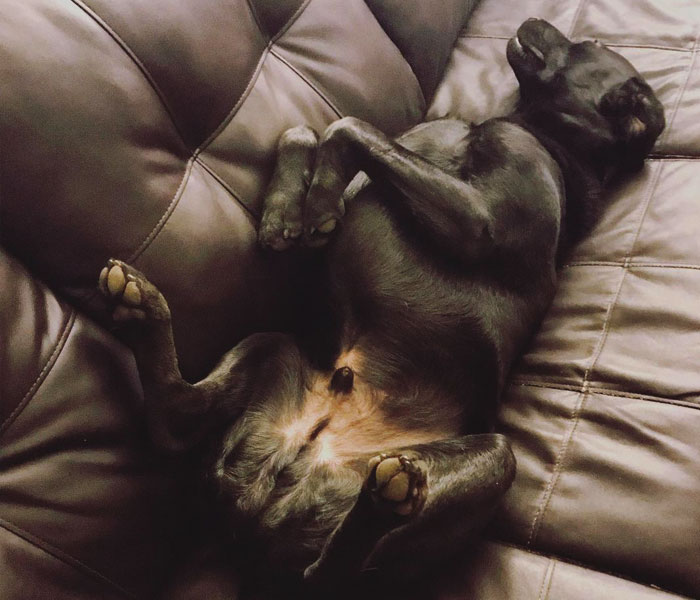 Neighbor Covertly Plays Fetch With Dog But Gets Caught By Owner Amid Wholesome Act Neighbor Covertly Plays Fetch With Dog But Gets Caught By Owner Amid Wholesome Act