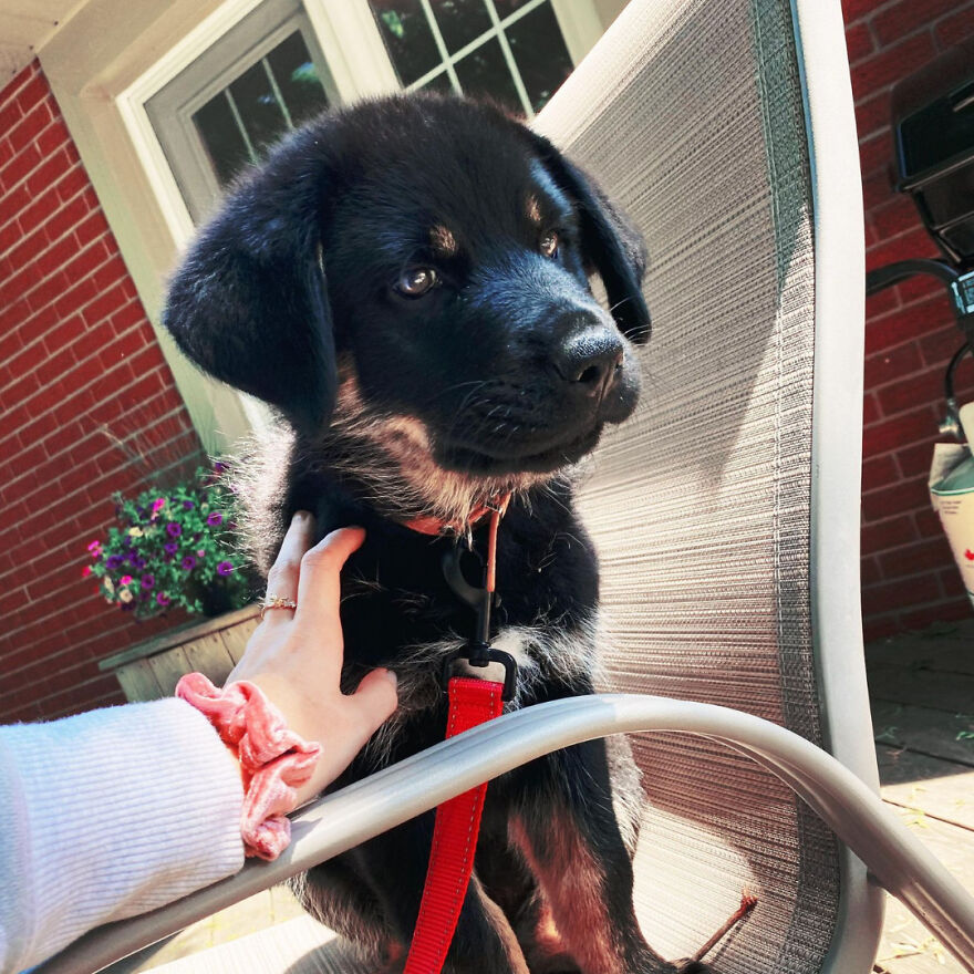 I Spent 1 Year Taking Pictures Of My Shepsky Rotty Puppy, And Here Are The 14 Best Ones