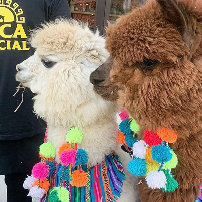 Johnny Depp&rsquo;s Fan Brought Two Emotional Support Alpacas Outside The Court To &ldquo;Brighten His Day&rdquo;
