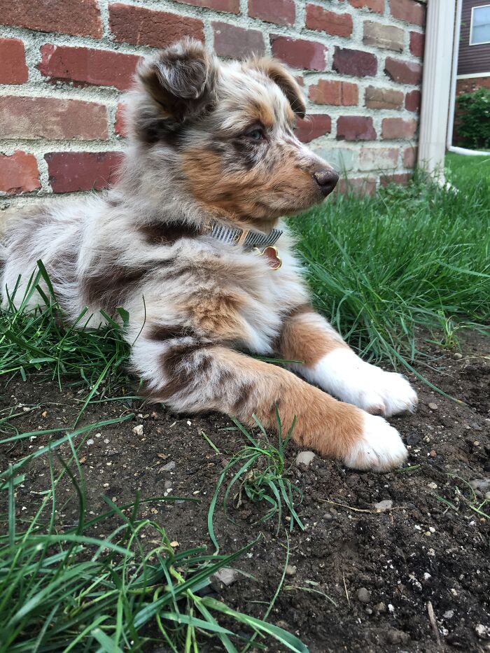 Dixie The Day We Got Her.