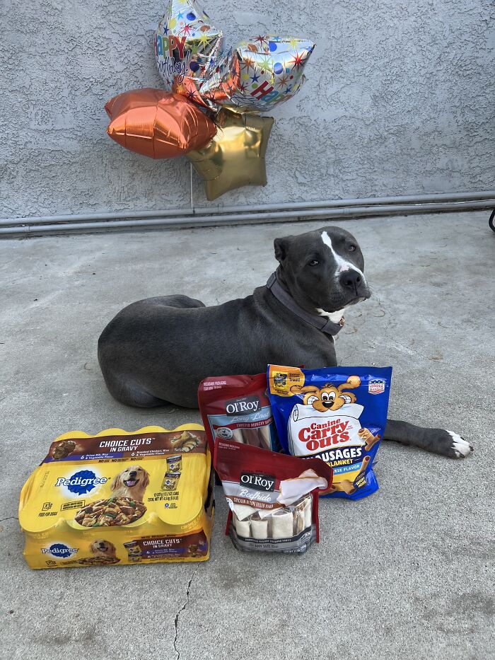 My Adorable Dog Turns 1 (12 Pics)