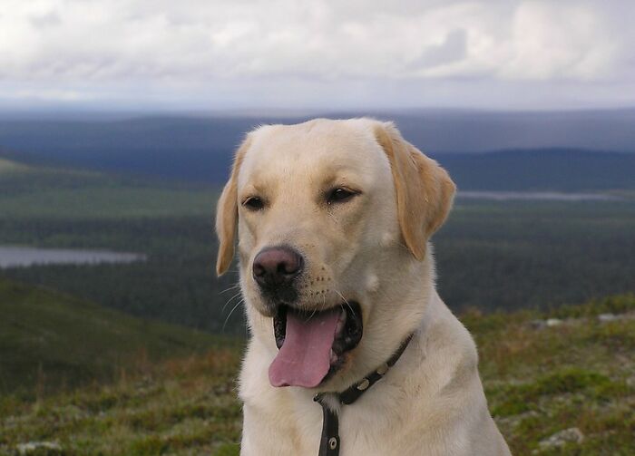 Man Gets Furious After Fiancée’s Carelessness Gets His Dog Sick, Cancels The Wedding Man Gets Furious After Fiancée’s Carelessness Gets His Dog Sick, Cancels The Wedding