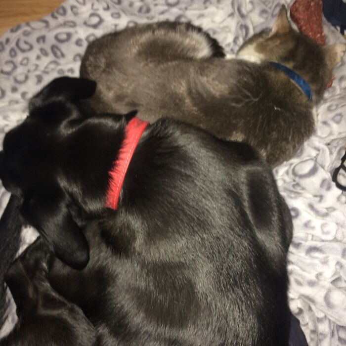 Mouse And Pharaoh - One Of Them Pulled My Dressing Gown Off The Chair Not Got The Heart To Move Them Though X