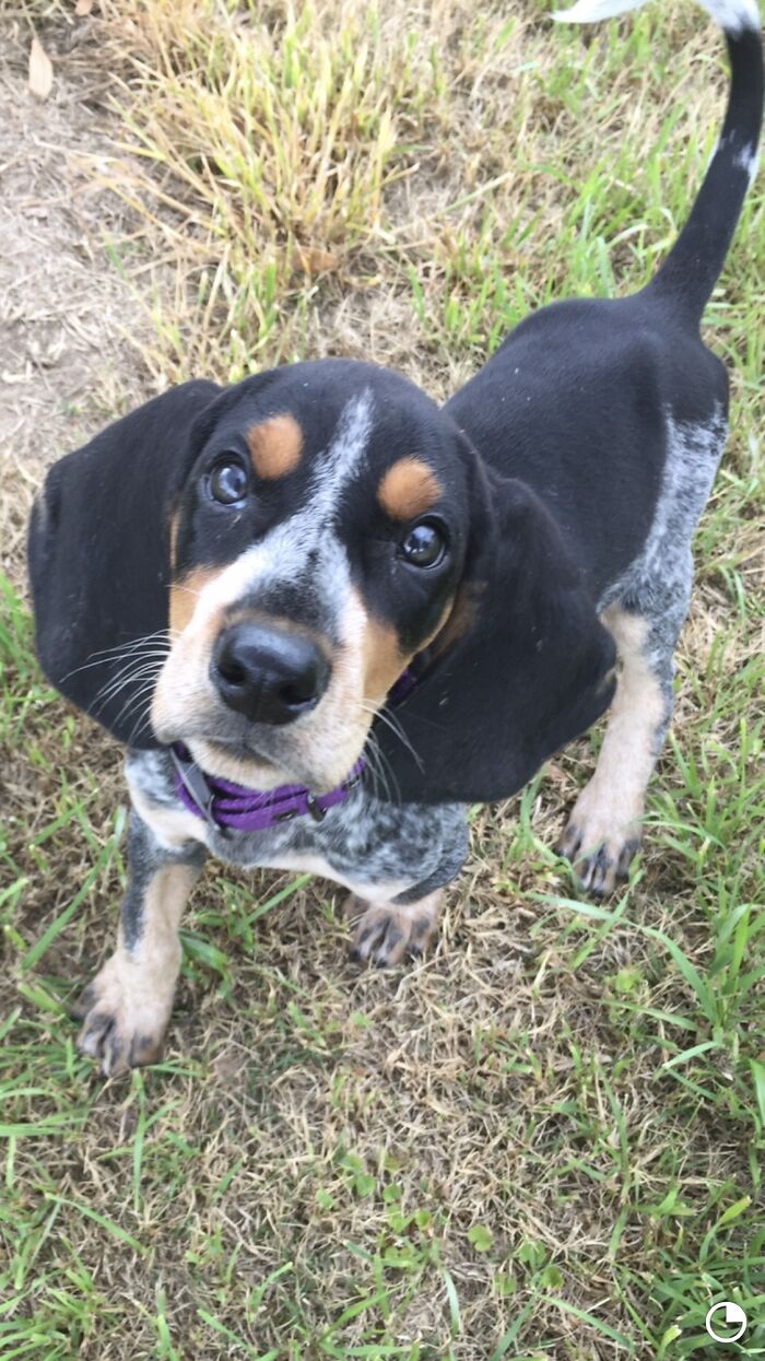 My Rowdy As A Puppy!