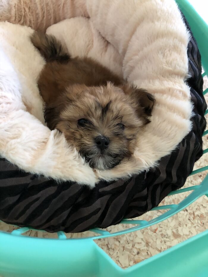 My Beautiful Chloe The Day She Came Home.