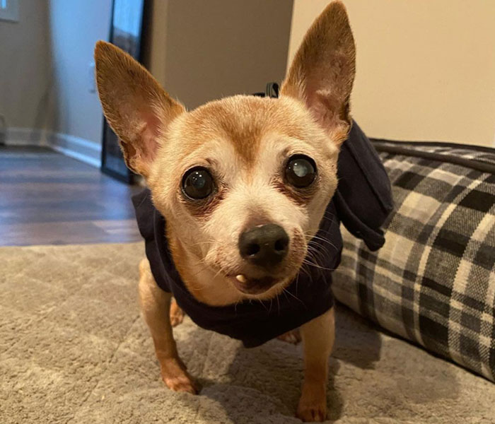 Happy 23rd Birthday To Bully The Chihuahua, Becoming The Oldest Dog At His Rescue Happy 23rd Birthday To Bully The Chihuahua, Becoming The Oldest Dog At His Rescue