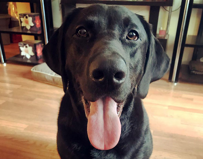 Neighbor Covertly Plays Fetch With Dog But Gets Caught By Owner Amid Wholesome Act Neighbor Covertly Plays Fetch With Dog But Gets Caught By Owner Amid Wholesome Act