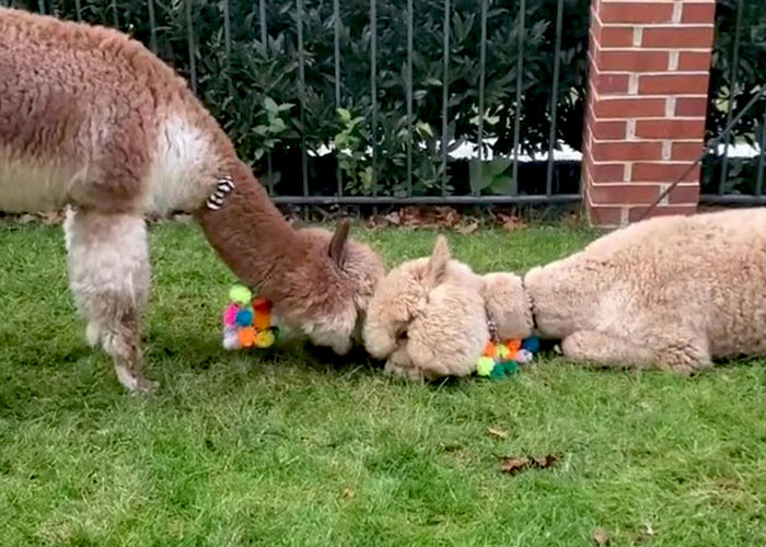 Johnny Depp&rsquo;s Fan Brought Two Emotional Support Alpacas Outside The Court To &ldquo;Brighten His Day&rdquo;