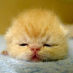 kimberlyalison avatar