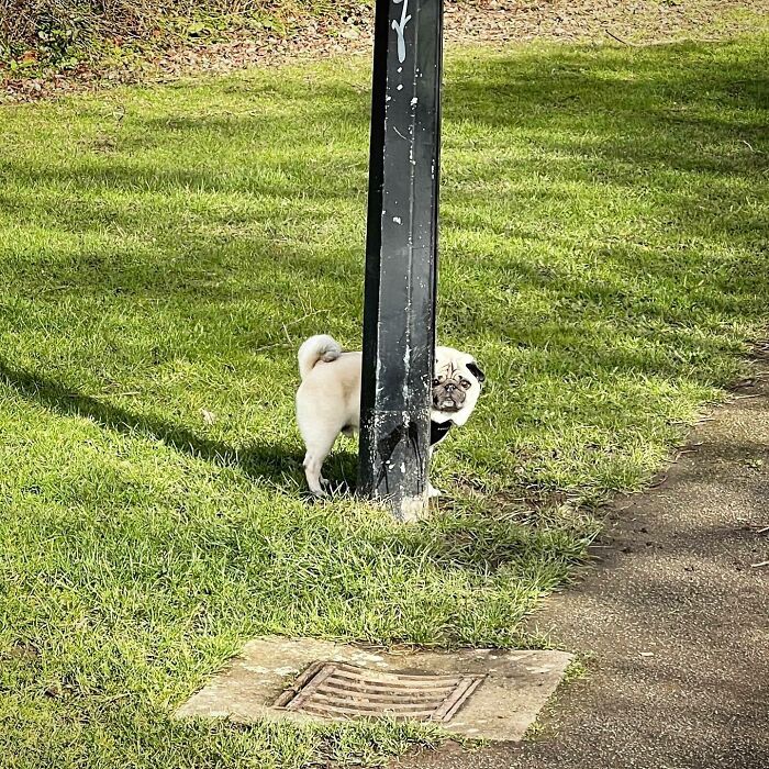 Lost This Game Of Hide And Seek 