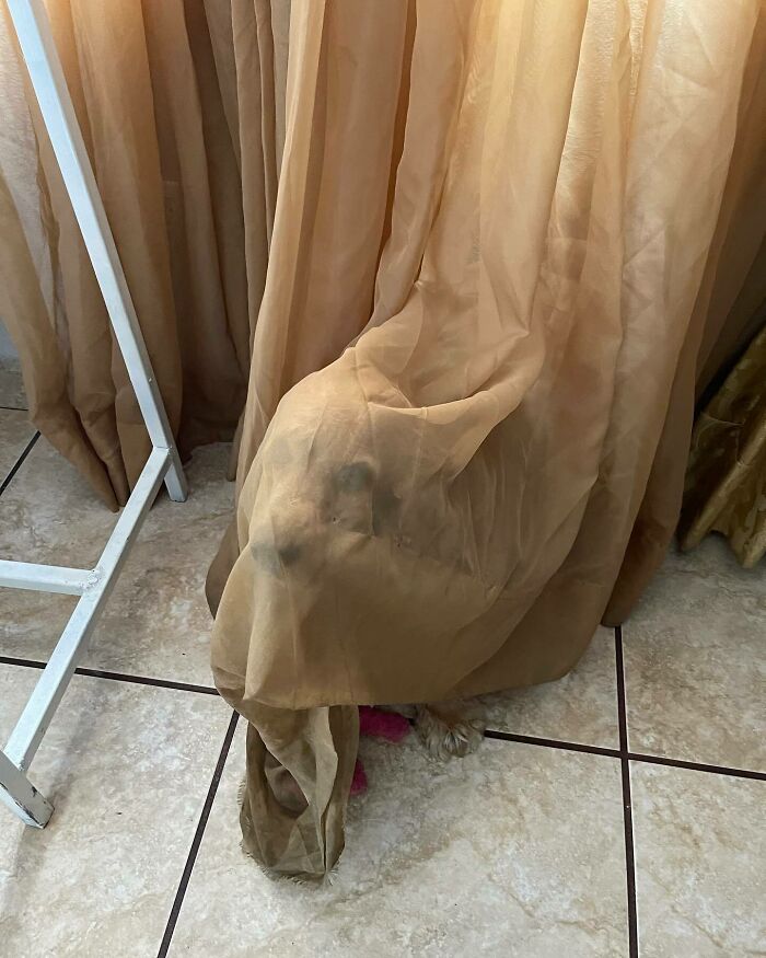 I’m Mylo The Hide And Seek Master, No One Is Gonna Find Me Here