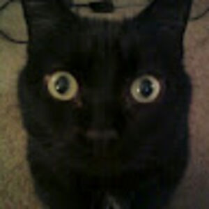 chandratorres avatar