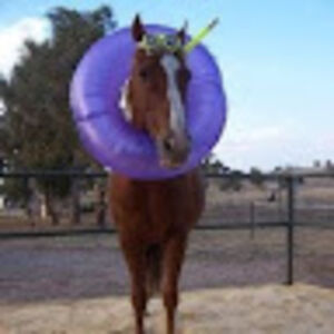 horsewithnoname avatar