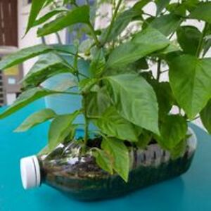 bridgeslasana avatar