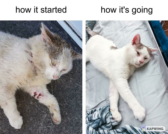 Titan, Adopted Through Our Rescue Good Karma. He’s Spoilt!!!