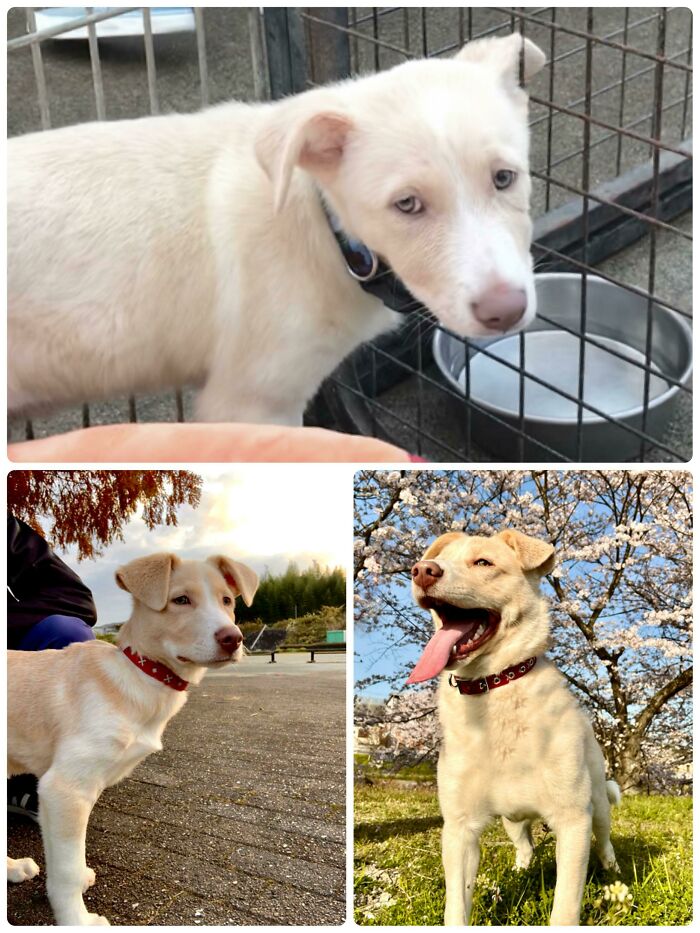 De cachorro asustado a chico guapo que vive su mejor vida