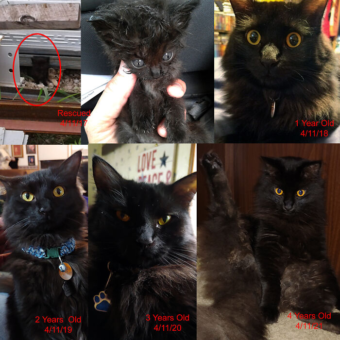 It's Been 4 Years Since I Found My Little Scrapyard Kitten, He Just Keeps Getting Weirder