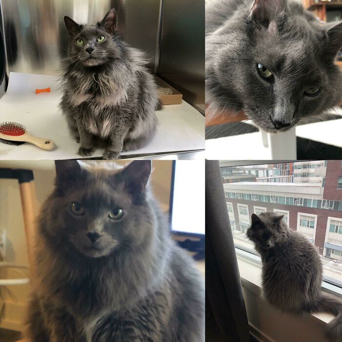 Regis At The Humane Society (Top Left) vs. Now (2 Years)