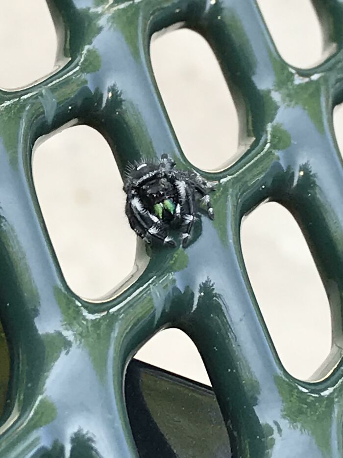 A Jumping Spider I Found With Green Fangs