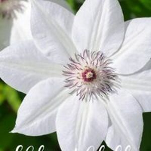 tyra_washington_jackson avatar