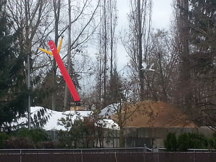 Boss Hired A New Guy To Deal With Our Seagull Problem. He's Handling It Well