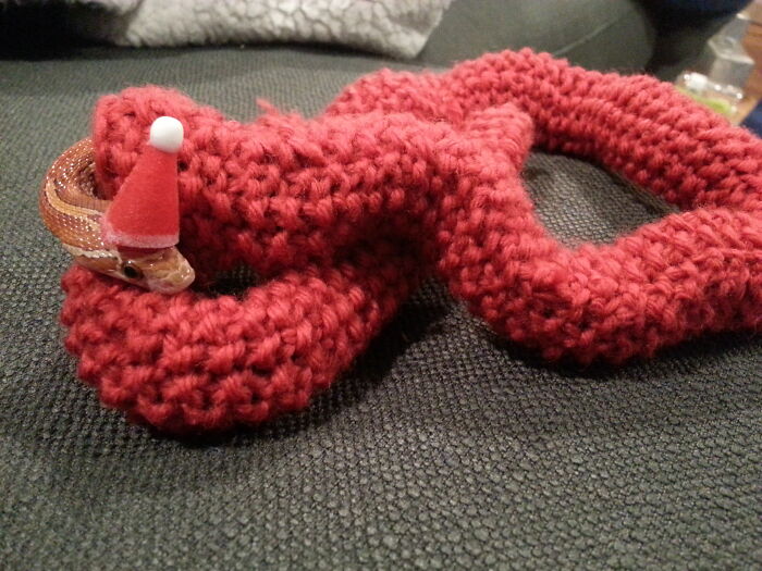 Cute snake wearing a tiny Santa hat, coiled in a knitted red sweater on a gray couch.