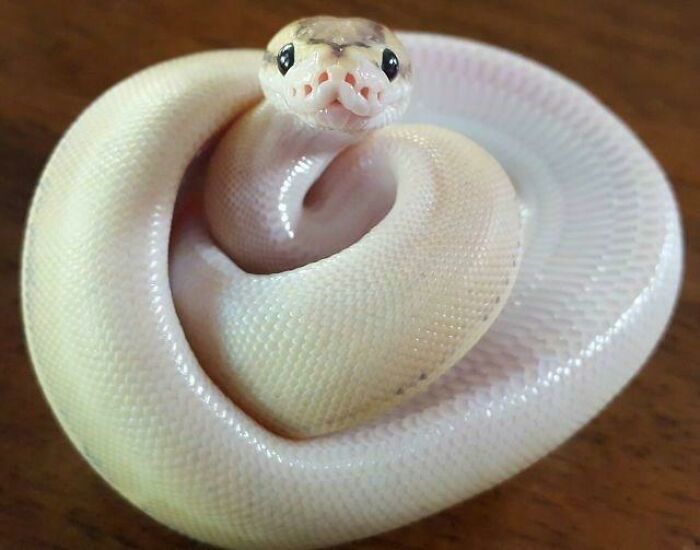 A cute snake coiled on a wooden surface, showcasing its smooth, pale scales.