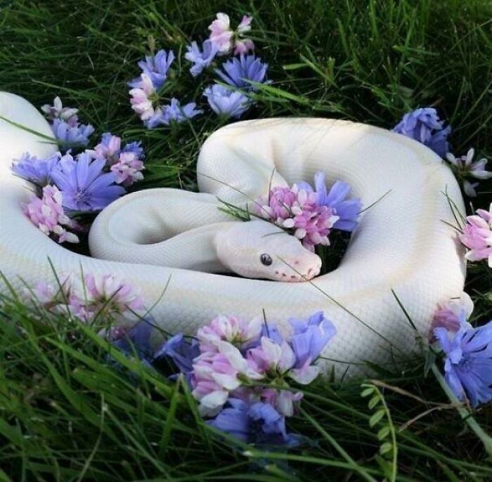 Cute snake coiled in grass with purple flowers, showcasing its charming appearance.