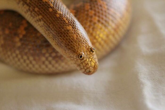 Cute snake curled up on a soft surface, showcasing its patterned scales and curious eyes.