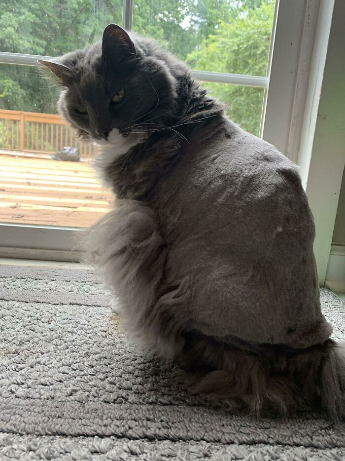 Su peluquera me llamó para que viniera a buscarlo porque ella ya no lo podía intentar