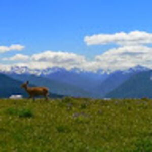 brianlindsay_1 avatar