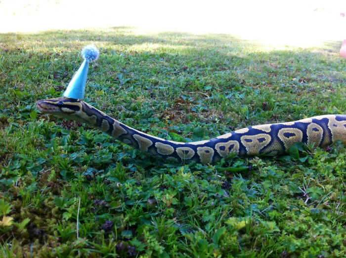 Cute snake wearing a blue party hat on grass.