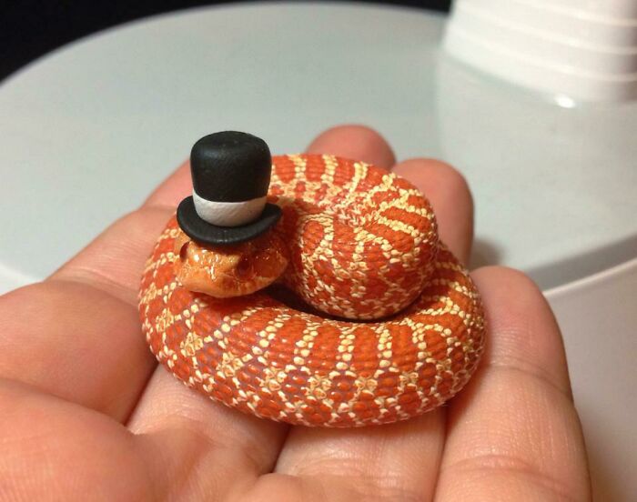 Cute snake with a top hat curled up in a person's hand.