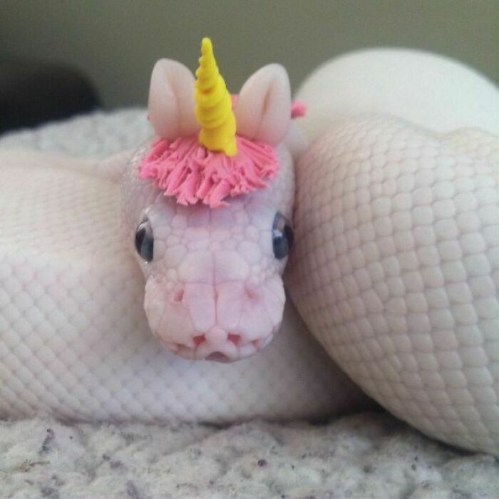 Cute snake with a unicorn horn accessory, lying down.