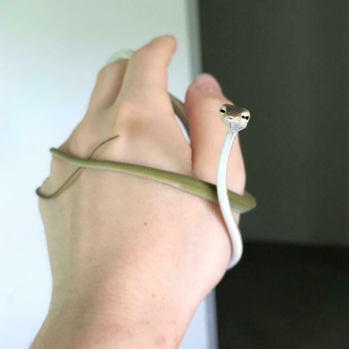 A small, cute snake wrapped around a person's hand, showcasing its delicate features up close.