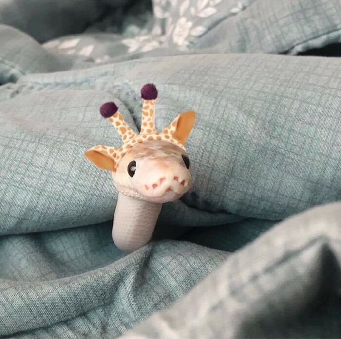Cute snake with a giraffe hat peeking out of blue blankets, showcasing adorable snake fashion.