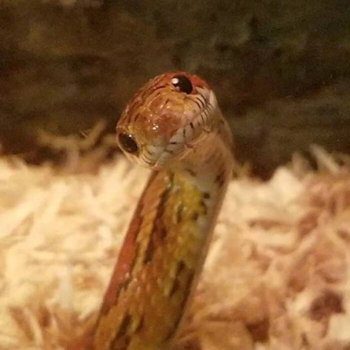 A cute snake peeking out from its habitat, showcasing its charming expression.