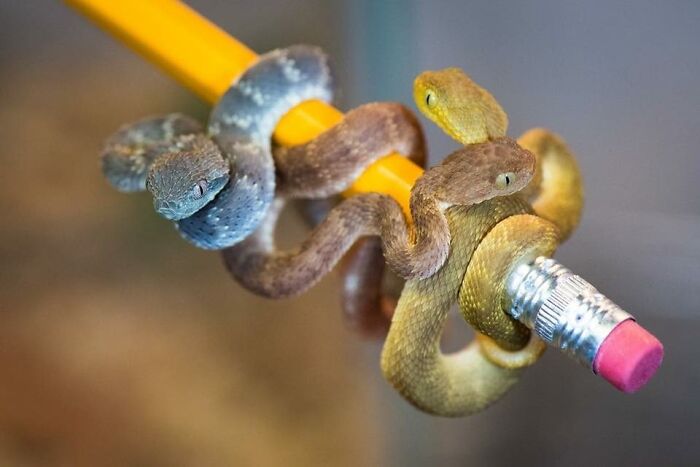 Cute snakes coiled around a pencil.