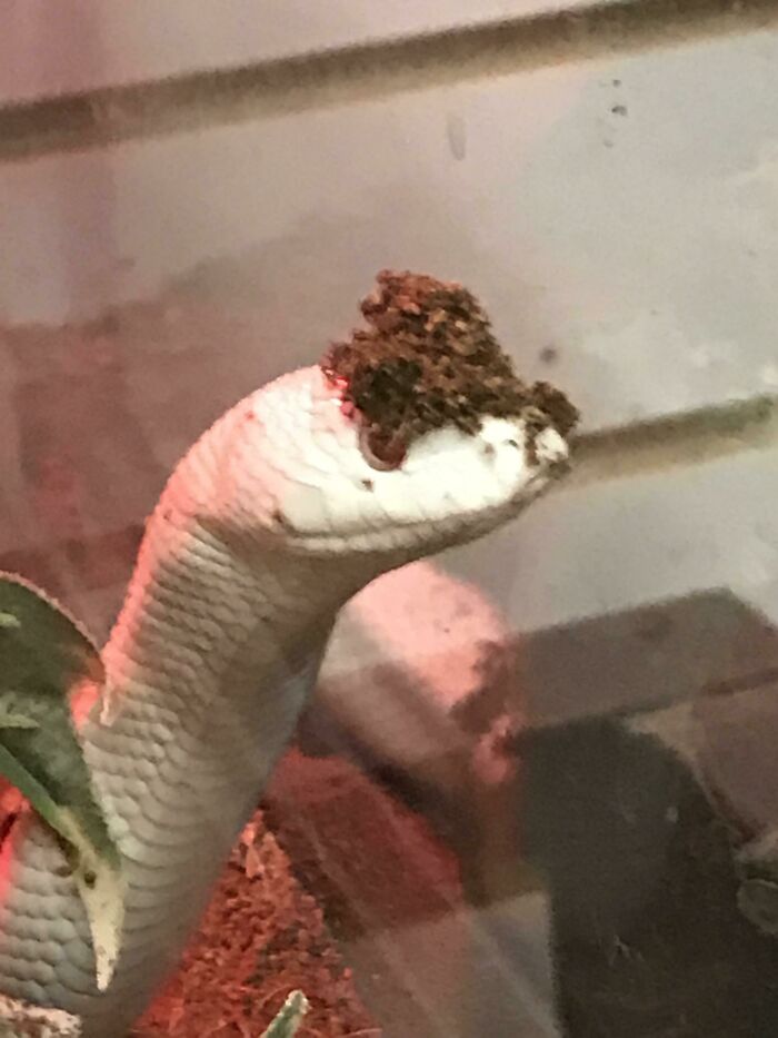 A cute snake with soil on its head, creating an adorable and quirky look in its enclosure.