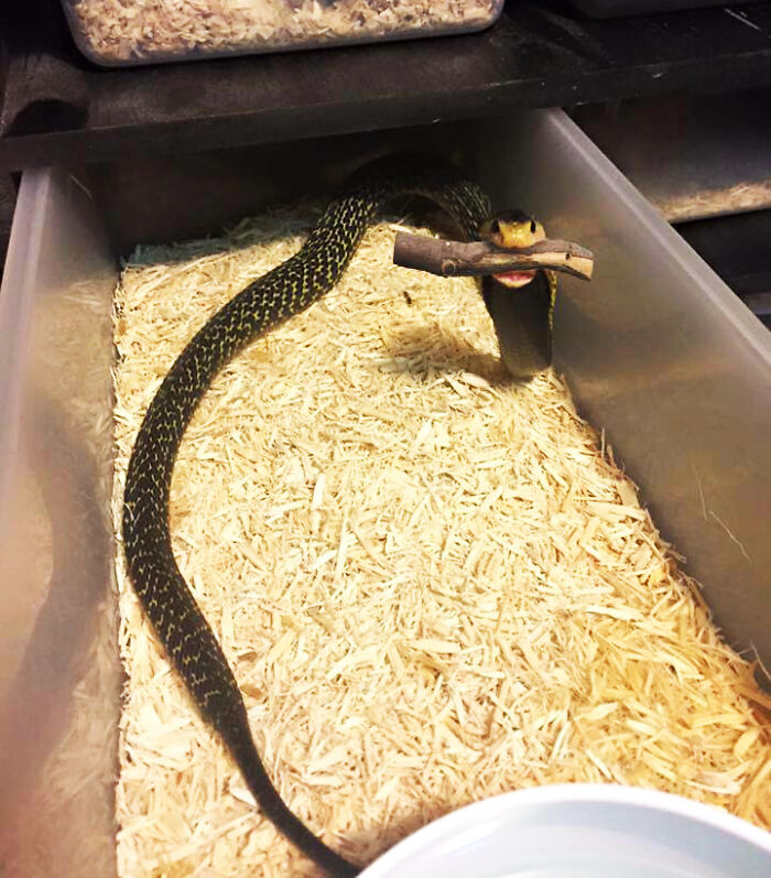 Cute snake holding a stick in its mouth inside a container filled with wood shavings.