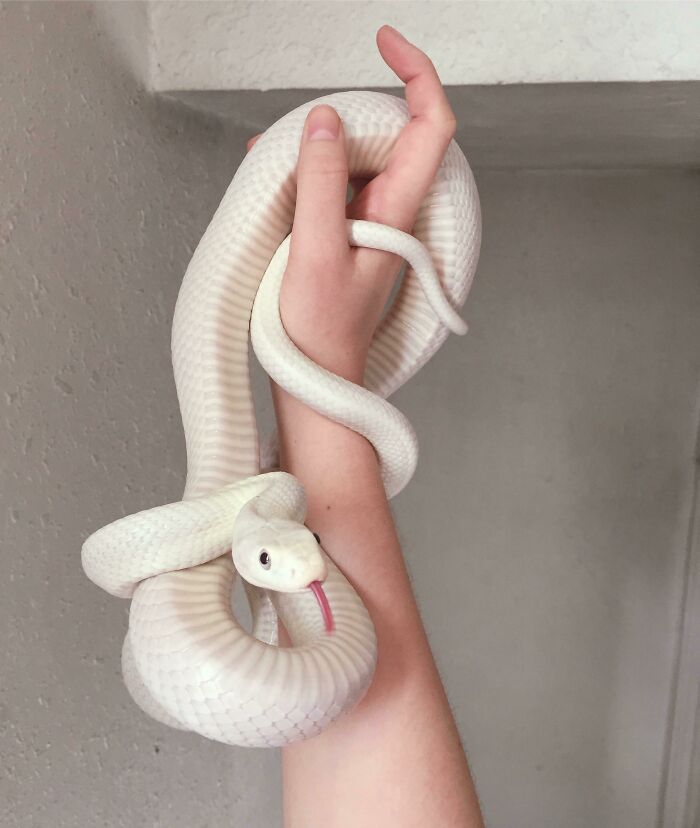 A white snake coiled around a person's arm with its tongue out, showcasing the cuteness of snakes.