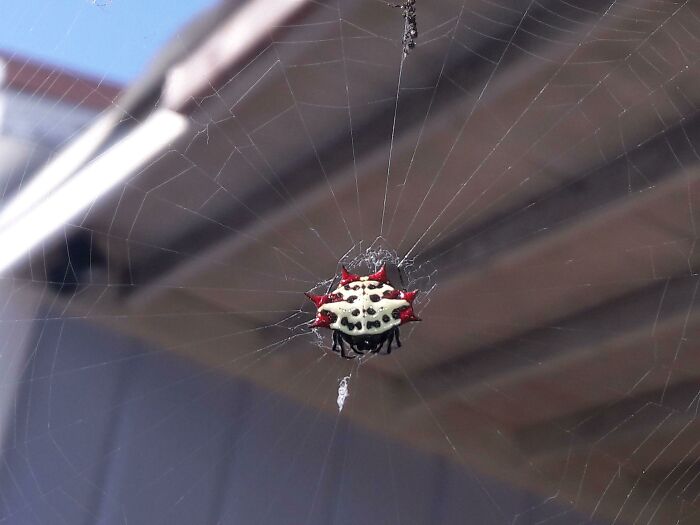 A "Crab Spider" Making Its Home In My Yard