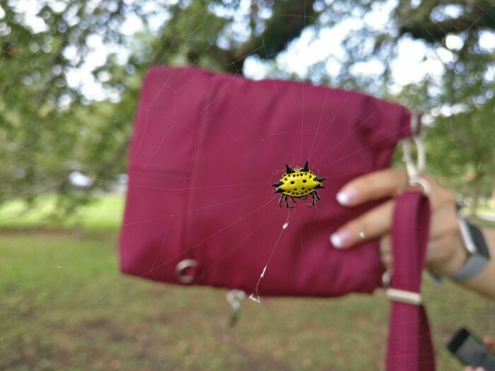 This Crazy Spider My Girlfriend And I Found On Our Walk Through City Park In New Orleans