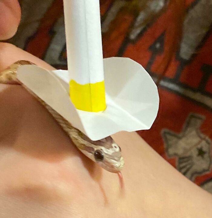 Cute snake wearing a paper hat, tongue out, on a hand.