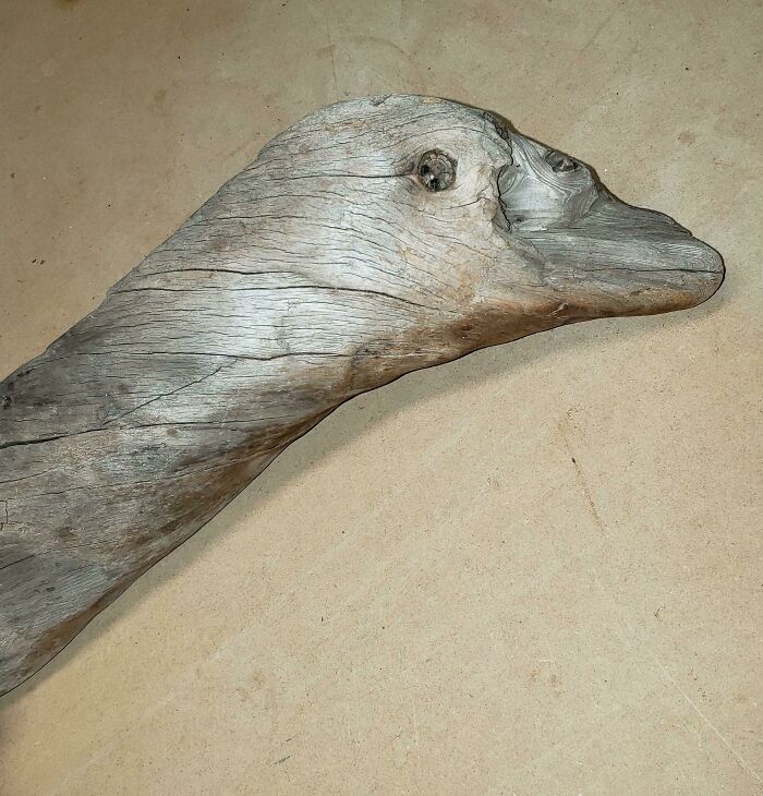This Piece Of Driftwood That Looks Like A Goose