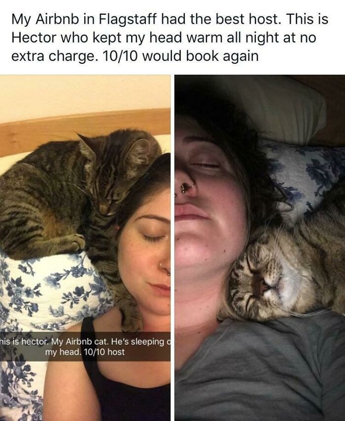 When Your Airbnb Comes With A Cat