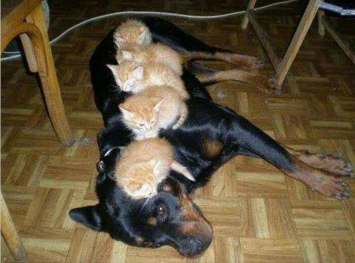 My Name Is Ned, Now I'm A Bed, And If I Ruffs, I Scare The Fluffs, I Cannot Move, I Just Play Dead, My Name Is Ned, And I'm A Bed