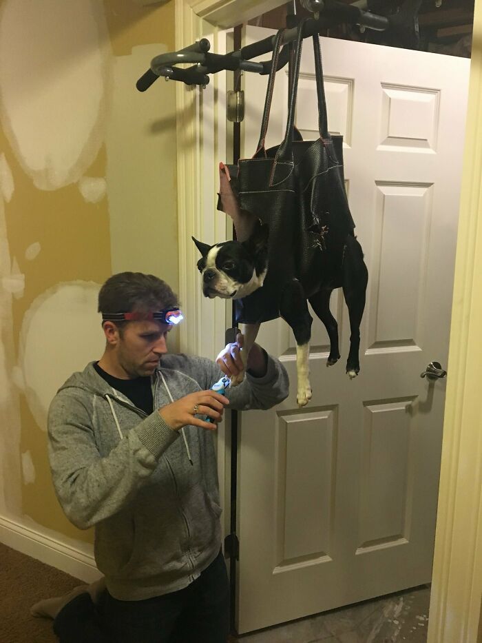 A Boston Terrier That Hates Getting Its Nails Clipped Is Resigned To Its Fate