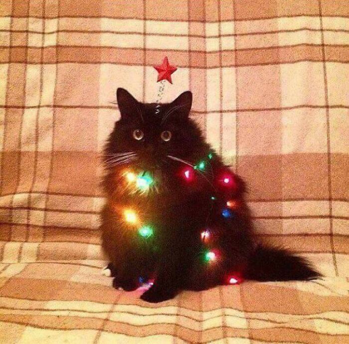 I Guess I'm A Christmas Tree Now